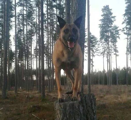 bozze6