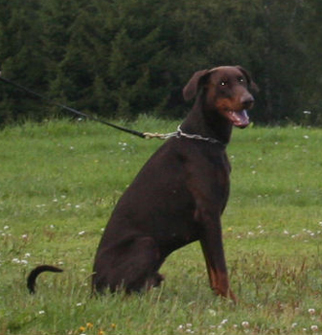 rozzo04