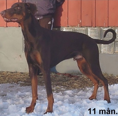 rozzo1