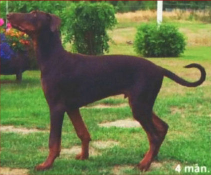 rozzo6