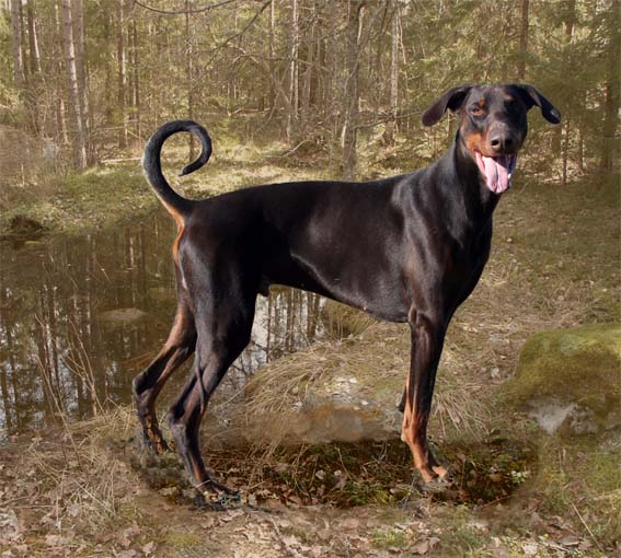 rozzo8