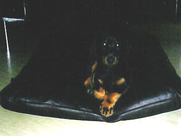 wanja8