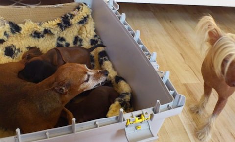 fostermamma