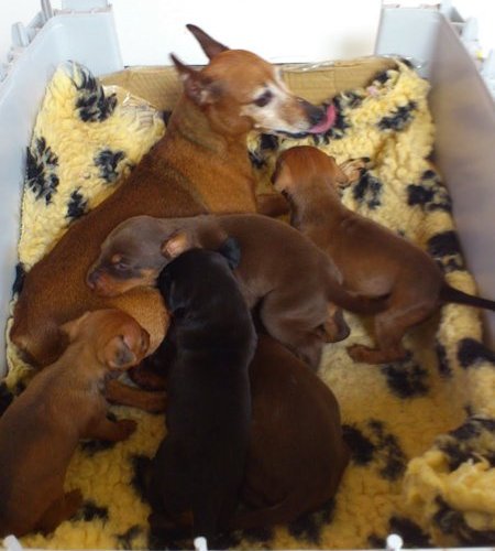 fostermamma2